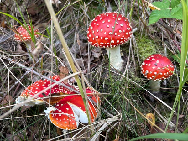 Fliegenpilze